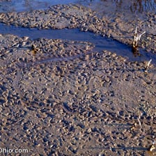 Wet muddy ground in a bog