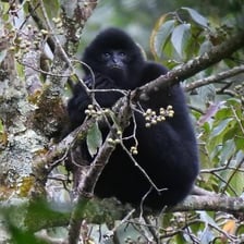 A gibbon perched in a forest tree