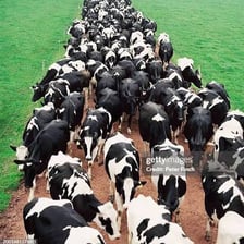 A herd of cows moving together along a path