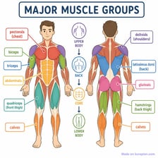 Labeled human muscle diagram showing the muscle groups represented by the word beginnings