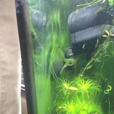 Green algae coating part of an aquarium surface.