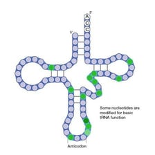 A scientific illustration of a single-stranded RNA molecule.
