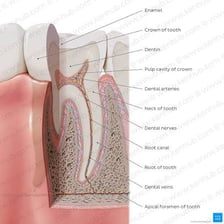 A dental diagram showing the cusps on a premolar