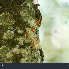 A close-up photograph of an ant crawling.