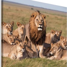 A group of lions resting together on the savanna