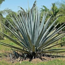 Blue agave plants growing in a field