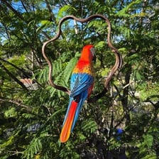 Large colorful macaws perched together.