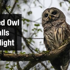An owl perched on a branch at night.