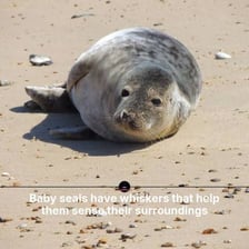 Green peas in a pod and a group of seals in water