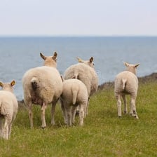 A flock of sheep with one sheep walking away