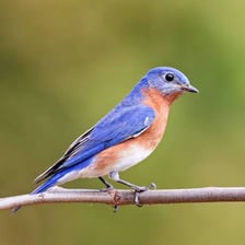 A bluebird perched on a branch.