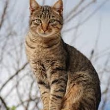A male tabby cat.