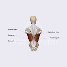 An anatomy diagram highlighting the latissimus dorsi muscles
