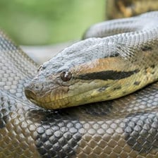 A green anaconda, a very large South American snake