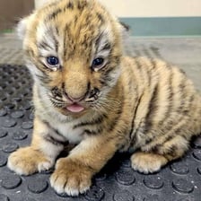 A newborn tiger cub