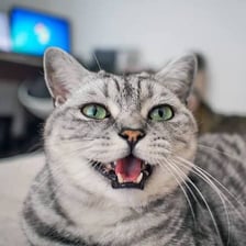 A cat with its mouth open as it meows
