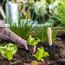 A gardener tending growing plants in a garden.