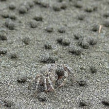 A crab standing on a sandy beach.