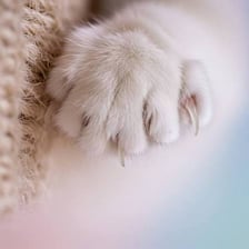 A close-up of a cat paw with its claws extended.