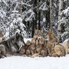 A group of wolves traveling together in a forest