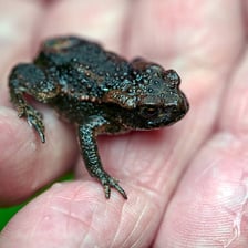 Close-up view of a toad with visibly textured, bumpy skin