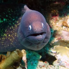 An eel swimming underwater.