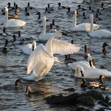A swan and a goose near water