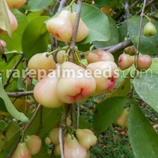 A Java apple, also known as a wax apple, shown on a tree