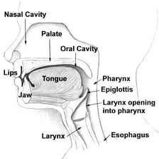 An anatomical diagram showing the human nose and nasal passages.
