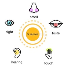 An educational illustration representing sight and smell.
