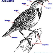 A lark, the bird referenced by the French song “Alouette”