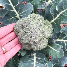 A broccoli head showing its separate florets.
