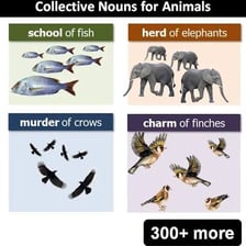 An educational illustration showing groups of animals with their collective nouns