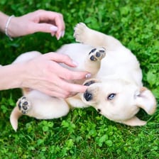 A puppy gently mouthing a person’s hand during play.