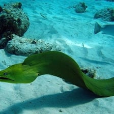 An eel swimming with its body curved underwater