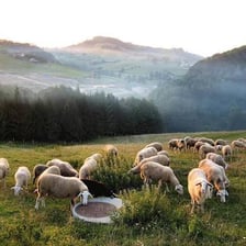 A flock of sheep grazing in a green pasture.