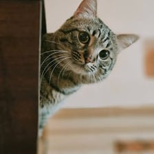 A cat attentively investigating its surroundings.