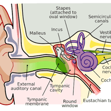 Educational illustration of the human ear