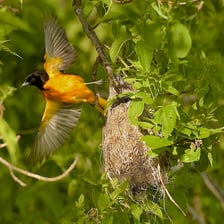 A bird sitting in a nest.