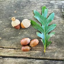 Several acorns lying beside green and brown oak leaves.