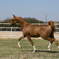 A horse moving at a trot.