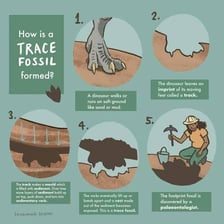 An educational illustration showing an organism becoming fossilized over time
