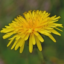 A close-up of a bright yellow dandelion flower.