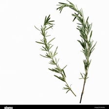 A small leafy sprig cut from a green herb or plant.