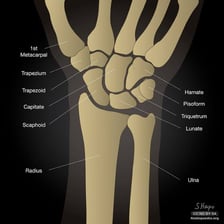 A labeled anatomical illustration showing the trapezoid bone among the wrist's carpal bones.