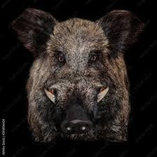 A wild boar shown in a natural setting.