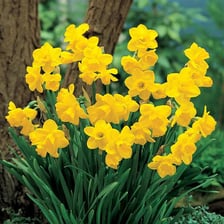Yellow jonquil flowers blooming on slender stems