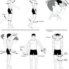 An educational illustration showing human movement and related anatomy