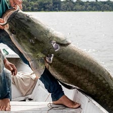 People illegally catching fish in a natural waterway