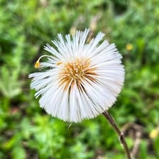 A small flower in bloom.
